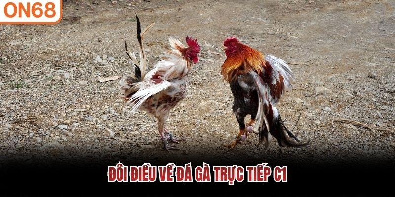Đôi điều về đá gà trực tiếp C1