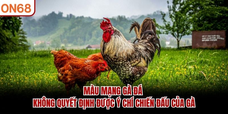 Màu mạng gà đá không quyết định được ý chí chiến đấu của gà