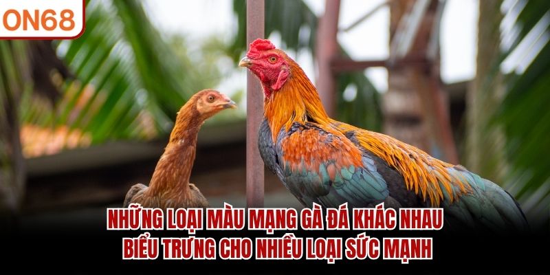 Những loại màu mạng gà đá khác nhau biểu trưng cho nhiều loại sức mạnh