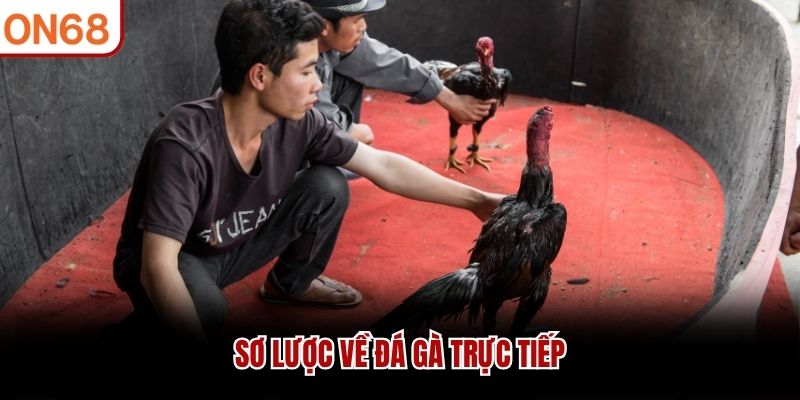 Sơ lược về đ&aacute; g&agrave; trực tiếp