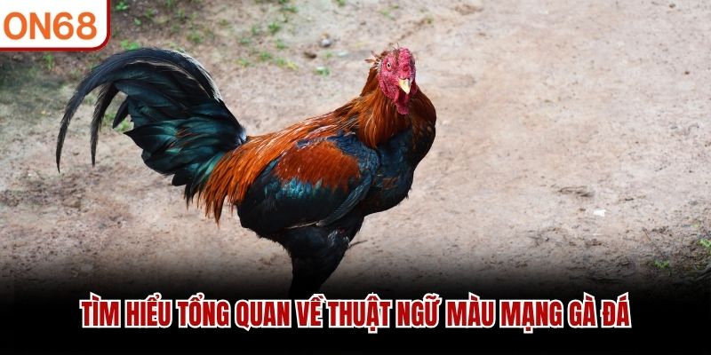 Tìm hiểu tổng quan về thuật ngữ màu mạng gà đá