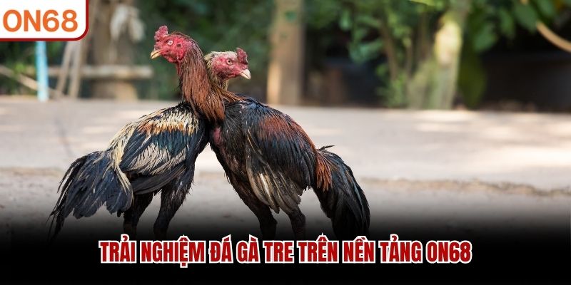 Trải nghiệm đá gà tre trên nền tảng ON68