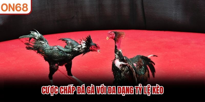 Cược chấp đá gà với đa dạng tỷ lệ kèo
