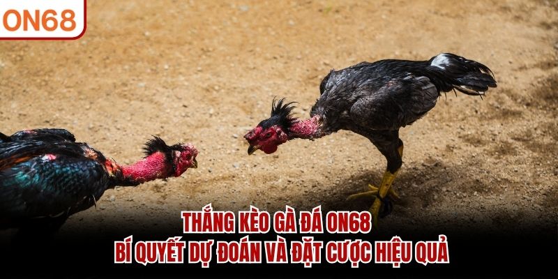Thắng Kèo Gà Đá