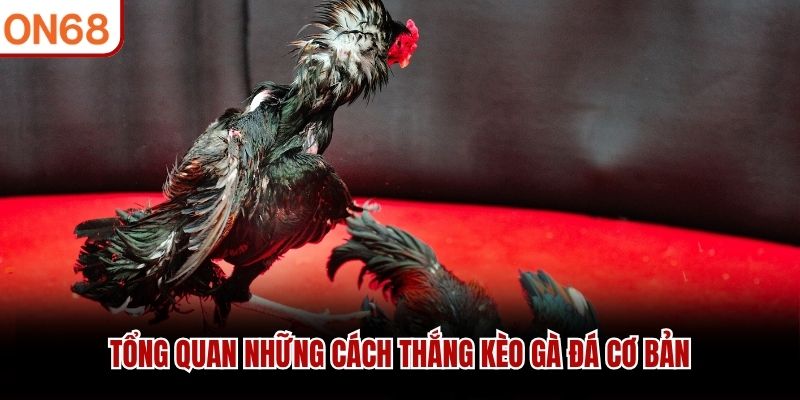 Tổng quan những cách thắng kèo gà đá cơ bản