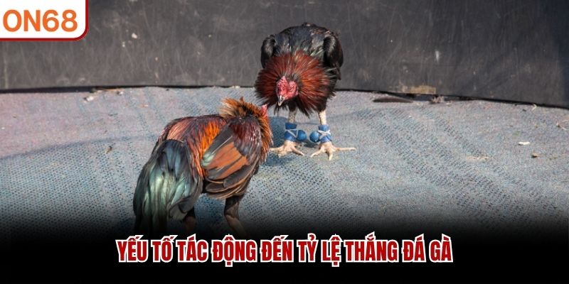 Yếu tố tác động đến tỷ lệ thắng đá gà